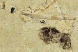 Two Detailed Fossil Marsh Flies (Tetanocera) - Cereste, France #290770-1
